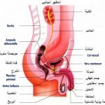 الهند, نيودلهي, مومباي, بنجلور, تشيناي, كوتشي, كيرلا, جورجان, حيدراباد, بونا, السعودية, قطر, الامارات, عمان, الكويت, البحرين, اليمن, العراق, بغداد, كربلاء, النجف, السليمانية, كردستان, الجزائر, السودان, ليبيا, مستشفى, مستشفيات, دكتور, طبيب, دكاترة, اطباء, مسالك بولية, عملية فتح انسداد المجرى البولي, بروستاتا, حصوات الكلى,