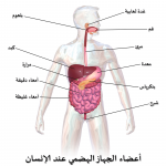 الهند, نيودلهي, مومباي, بنجلور, تشيناي, كوتشي, كيرلا, جورجان, حيدراباد, بونا, السعودية, قطر, الامارات, عمان, الكويت, البحرين, اليمن, العراق, بغداد, كربلاء, النجف, السليمانية, كردستان, الجزائر, السودان, ليبيا, مستشفى, مستشفيات, دكتور, طبيب, دكاترة, اطباء, العمود الفقري, العظام, السرطان, زراعة النخاع العظمي, سرطان الدم, الاسنان, المسالك البولية, المخ والاعصاب,