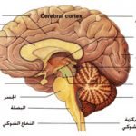 أفضل أطباء جراحة المخ والأعصاب في الهند - 2025 لدى افضل مستشفيات المخ والأعصاب في مومباي، كيرلا، كوتشي، كاليكوت، بنغالور، حيدر أباد، تشيناي، نيودلهي، جورجاون