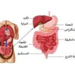 لقد جمعنا أفضل دكاترة استشاريين الجهاز الهضمي والقولون والمعدة لدى افضل مستشفيات الهند في لكناو، حيدر أباد، مومباي، دلهي، بنجلور، كيرلا، تشيناي، جورجاون، كوتشي